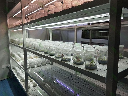 大邑植物组织培养实验室设计建设方案